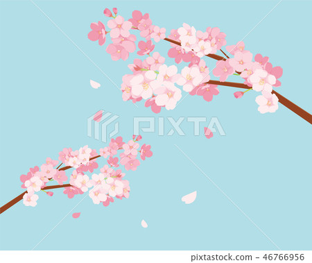 櫻花圖 46766956
