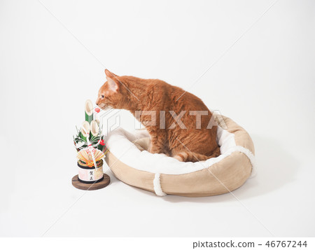 Kadomatsu and tea tiger cat in bed Kadomatsu and tea tiger cat in bed 46767244