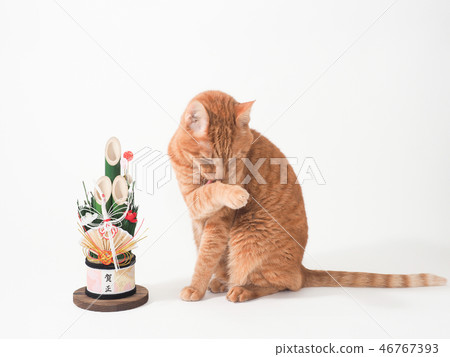 Tea tiger cat licking Kadomatsu and forefoot Tea tiger cat licking Kadomatsu and forefoot 46767393