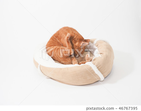 Tea tiger cat licking Kadomatsu and forefoot Tea tiger cat licking Kadomatsu and forefoot 46767395