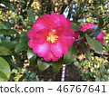 牡丹 46767641