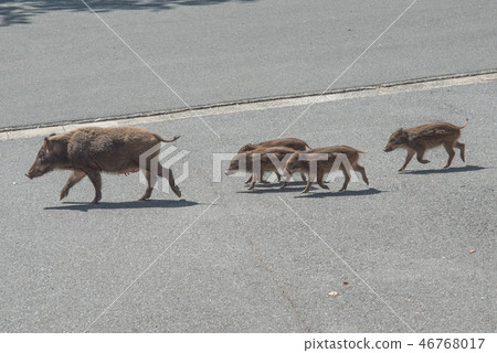 野豬父母和孩子 46768017