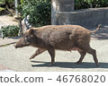 野豬媽媽 46768020