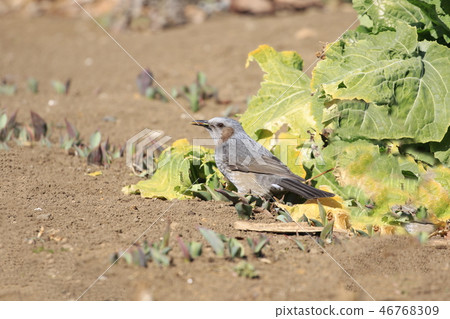 A bulbul looking for food in the field 46768309
