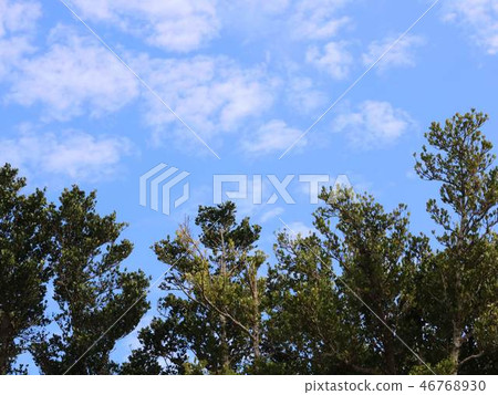 Fukugi and blue sky Fukugi and blue sky 46768930