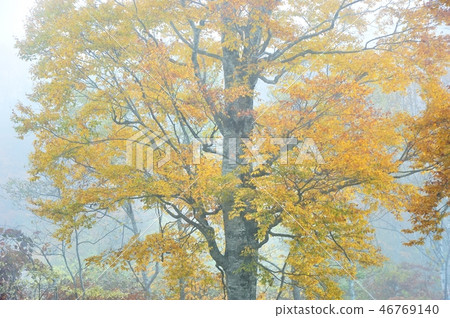 Beech forest yellow leaves Beech forest yellow leaves 46769140