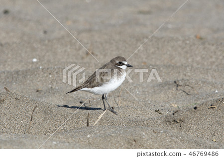 蒙古沙鴴 46769486