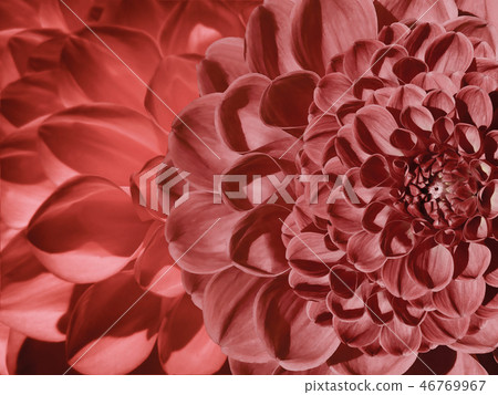 Floral red background. Flower composition dahlia Floral red background. Flower composition dahlia 46769967