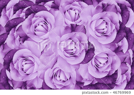 Floral pink-violet beautiful background.Close-up. Floral pink-violet beautiful background.Close-up. 46769969