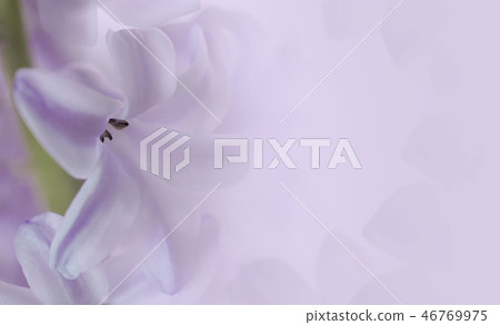 Flower hyacinth light violet background.  46769975