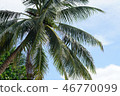 coconut palm tree blue sky 46770099