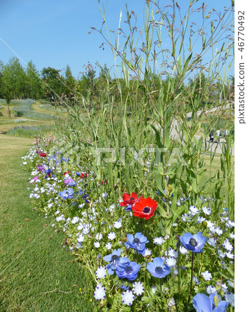 在nemophila maculata的銀蓮花屬 46770492