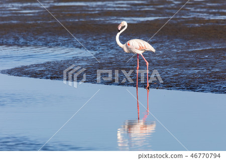 Rosy Flamingo colony in Walvis Bay Namibia Rosy Flamingo colony in Walvis Bay Namibia 46770794
