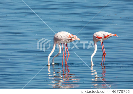 Rosy Flamingo colony in Walvis Bay Namibia 46770795