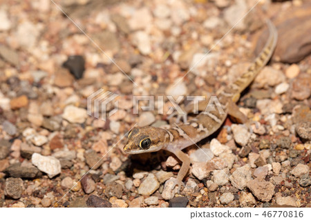 night gecko in namib desert, Namibia wildlife 46770816