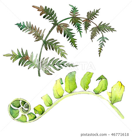 Fern green leaf. Watercolor background illustration set. Isolated fern illustration element. Fern green leaf. Watercolor background illustration set. Isolated fern illustration element. 46771618
