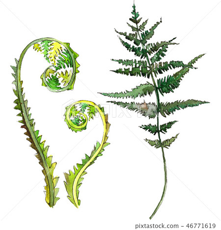 Fern green leaf. Watercolor background illustration set. Isolated fern illustration element. Fern green leaf. Watercolor background illustration set. Isolated fern illustration element. 46771619