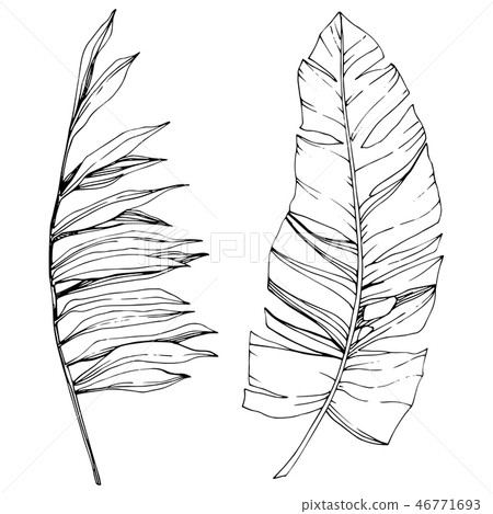 Vector Exotic tropical hawaiian summer. Black and white engraved ink art. Isolated leaf illustration 46771693