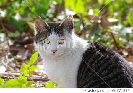 Mackerel cat Mackerel cat 46771835