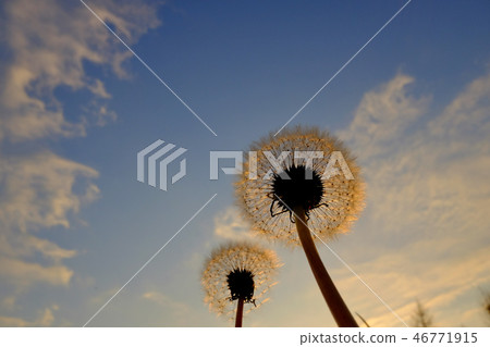 Dandelion fluff 46771915