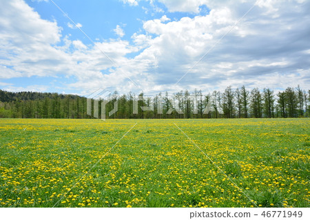 Landscape of Tongxiang Furano City, Hokkaido 46771949