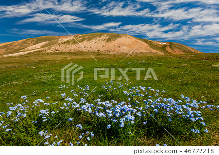Field with flowers in mountain valley. Summer landscape during sunset Field with flowers in mountain valley. Summer landscape during sunset 46772218
