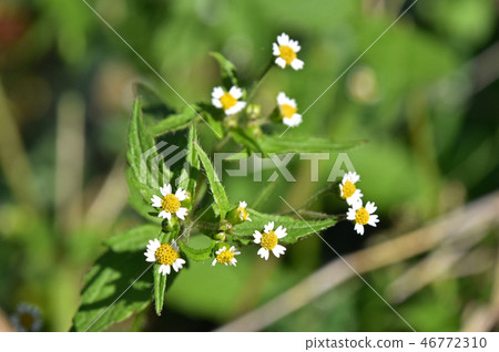 Hakodamegenki（掃菊花） 46772310