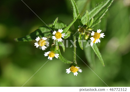 Hakodamegenki (swept chrysanthemum) 46772312