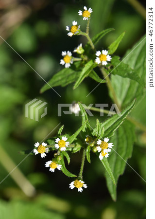Hakodamegenki（掃菊花） 46772314