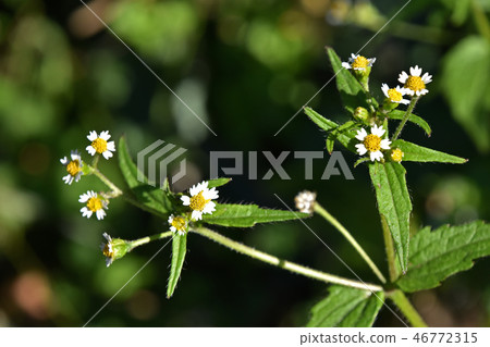 Hakodamegenki (swept chrysanthemum) 46772315