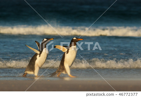 Young Gentoo penguin chasing its parent to be fed Young Gentoo penguin chasing its parent to be fed 46772377