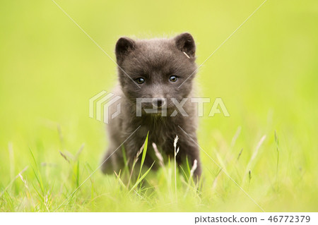 Arctic fox cub in the grass field Arctic fox cub in the grass field 46772379