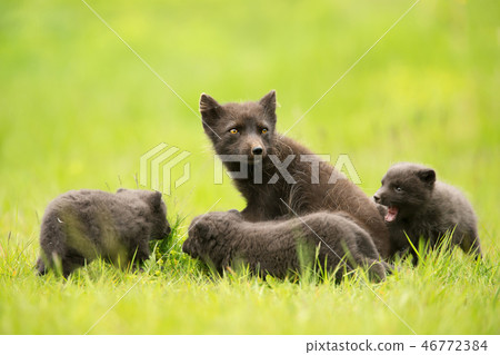 Close-up of an adult Arctic fox with cubs Close-up of an adult Arctic fox with cubs 46772384