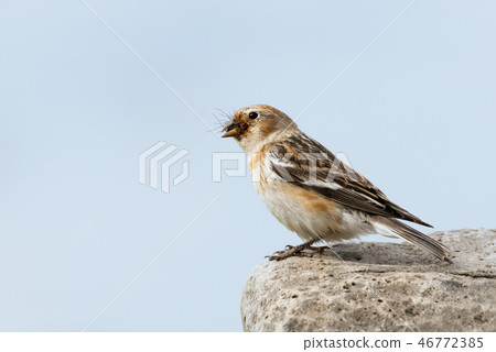 Snow bunting sitting on a rock Snow bunting sitting on a rock 46772385