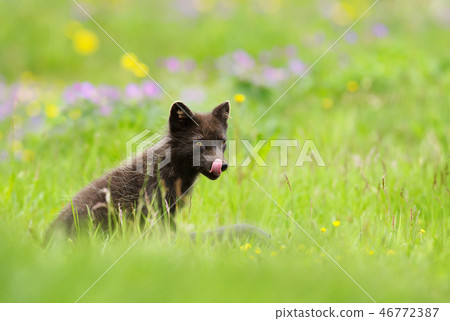 Adult blue morph arctic fox sticking a tongue out Adult blue morph arctic fox sticking a tongue out 46772387