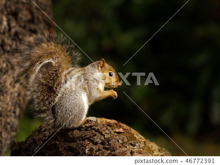 Close up of a grey squirrel sitting on a tree log Close up of a grey squirrel sitting on a tree log 46772391