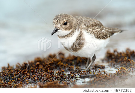 Two-banded plover foraging on a seaweed bed Two-banded plover foraging on a seaweed bed 46772392