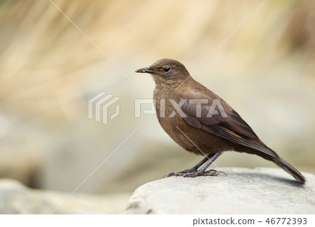 Tussock-bird perching on a rock Tussock-bird perching on a rock 46772393