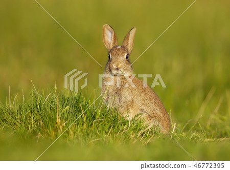 Wild young rabbit sitting in the meadow Wild young rabbit sitting in the meadow 46772395