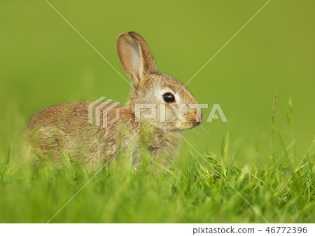 Wild rabbit sitting in the meadow Wild rabbit sitting in the meadow 46772396