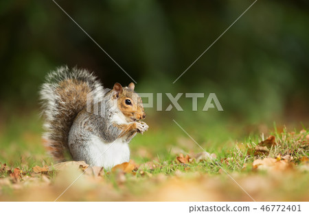 Grey squirrel eating a nut in the meadow Grey squirrel eating a nut in the meadow 46772401