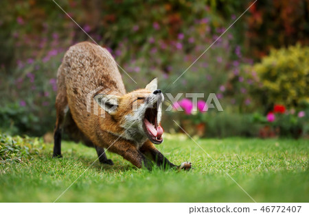 Close-up of a yawning Red fox after taking a nap 46772407
