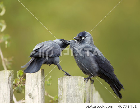Close-up of Jackdaws preening each other Close-up of Jackdaws preening each other 46772411