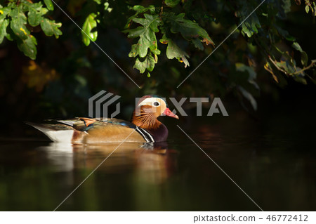 Mandarin duck swimming in the pond Mandarin duck swimming in the pond 46772412