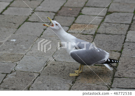 seabirds seagulls ocean national park backgrounds 46772538
