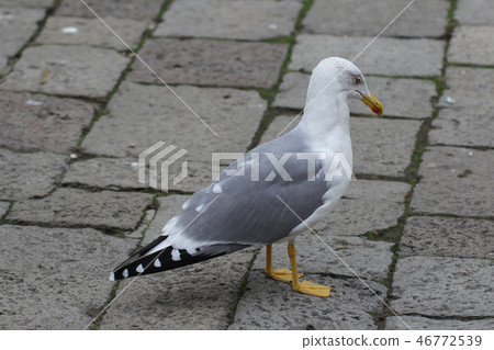 seabirds seagulls ocean national park backgrounds seabirds seagulls ocean national park backgrounds 46772539