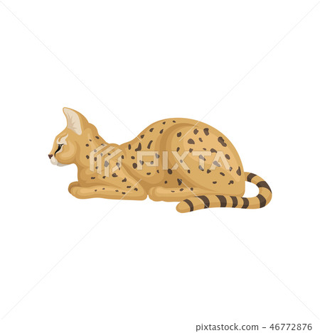 Flat vector design of beautiful slying, side view. Wild cat with large ears and black spots on brown 46772876