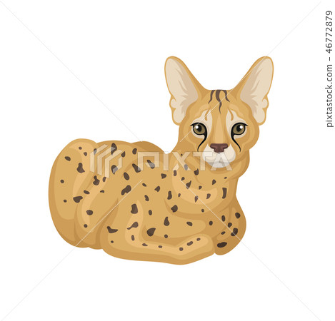 Adult African serval lying on floor. Wild cat with spotted body and large ears. Predatory animal 46772879