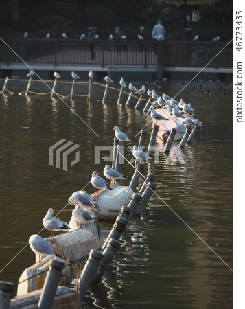 在Shinobazu池塘的Urrican蝦虎魚 在Shinobazu池塘的Urrican蝦虎魚 46773435