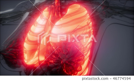 Human Lungs Radiology Exam Human Lungs Radiology Exam 46774594